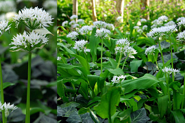 Wild Garlic - Allium Ursinum