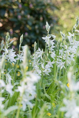 Ornithogalum Nutans