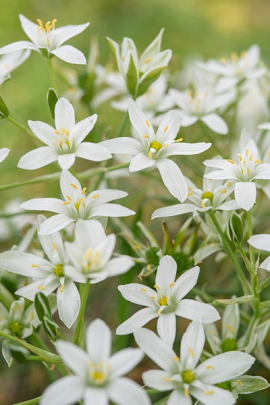 Ornithogalum umbellatum