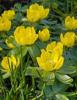 Eranthis hyemalis