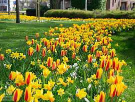 Mixture Sun Valley