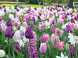 Purplish