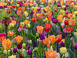 Festival of Colours