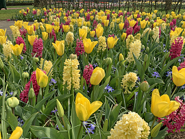 Yellow Fresh and a Touch of Pink