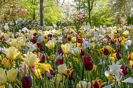 Wild Garden