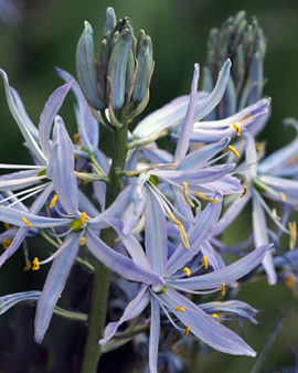 Camassia Cusickii