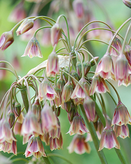 Nectaroscordum siculum