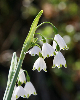 Leucojum aestivum 'Gravetye Giant'