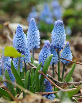 Muscari azureum