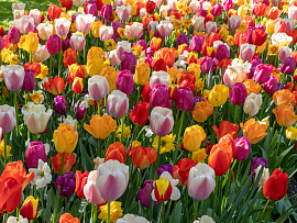 All Colours