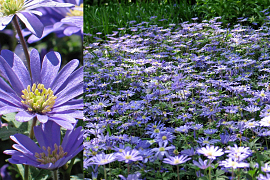 Eastern Anemone - Anemone Blanda