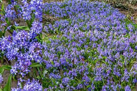 Turkish Glory of the Snow - Chionodoxa Sardensis