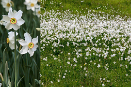 Poet's Narcissus - Narcissus Poeticus