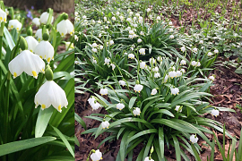 Spring Snowflake - Leucojum Vernum