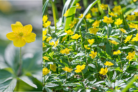 Yellow Wood Anemone - Anemone Ranunculoides