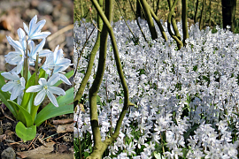 Scilla Mischtschenkoana