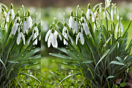 Alpine Squill - Scilla Bifolia