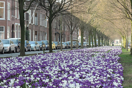 Mengsel Haarlem (Haarlem)