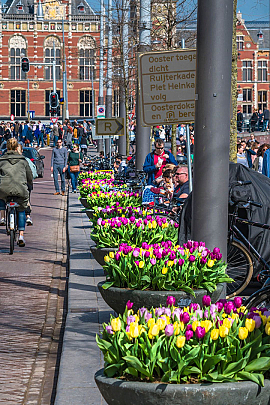 Bloembakken Tulip Festival Amsterdam