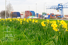 Daffodils