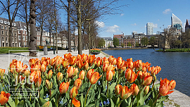 Tulipes with Muscari