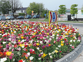 Noordwijkerhout