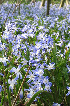 Chionodoxa luciliae