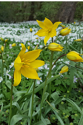 Tulipa Sylvestris