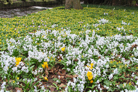 Scilla mischtschenkoana & Eranthis hyemalis