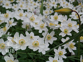 Anemone nemorosa & Tulipa sylvestris