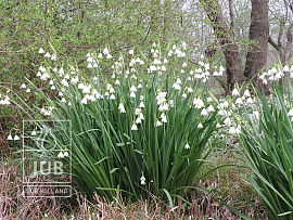 Leucojum Aestivum