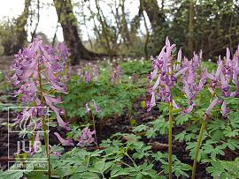 Corydalis cava