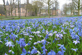 Chionodoxa luciliae & Scilla siberica