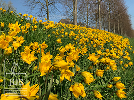 Tulipa Sylvestris