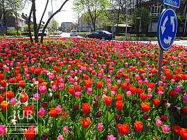 Amalia roundabout