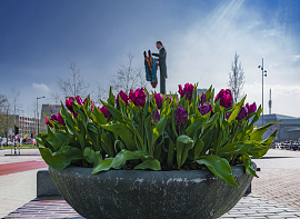 Tulipa Parrot Negrita