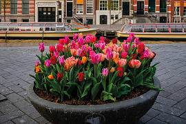 Tulipa pink Amsterdam