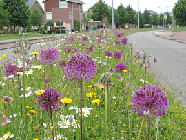 Butterfly mixture Alkmaar
