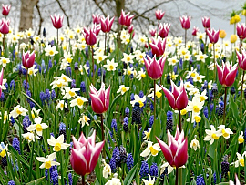 Palette of Spring