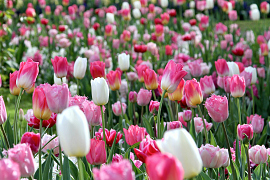 Pink and a touch of White