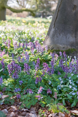 Holwortel - Corydalis cava