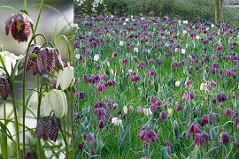 Kievietseitjes - Fritillaria meleagris