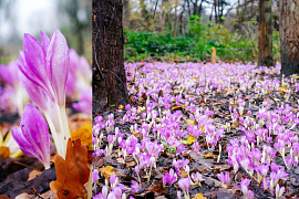 Herfsttijlloos - Colchicum Autumnale
