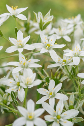 Gewone vogelmelk - Ornithogalum umbellatum