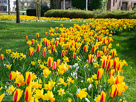 Mixture Sun Valley