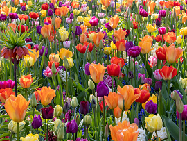 Festival of Colours