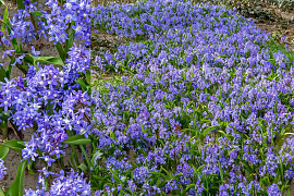 Kleine sneeuwroem - Chionodoxa Sardensis