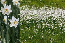 Dichtersnarcis - Narcissus Poeticus