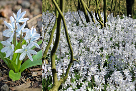 Streephyacint - Scilla Mischtschenkoana 
