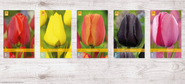 X  200 TULPEN JUMBO